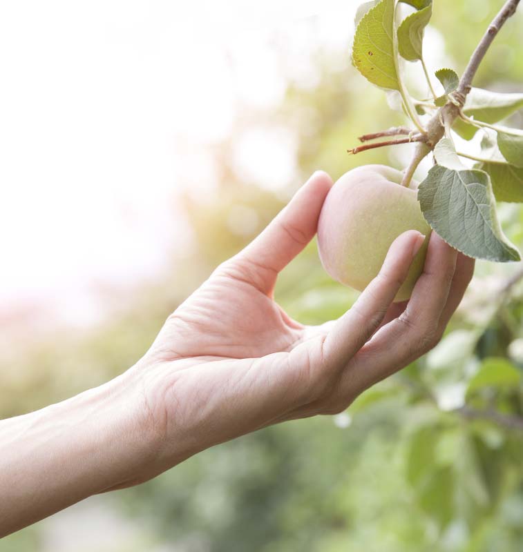 Photo of a hand handpicking an apple, a pure and genuine fruit. Qualities we value.